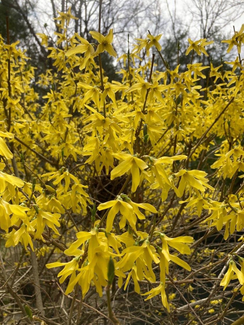 For brilliant displays of yellow, there’s nothing like forsythia, with its flowers resembling fireworks.